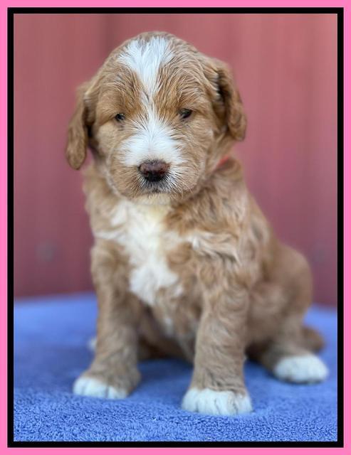 Kenzie Flynn pups 4 wks old 9!