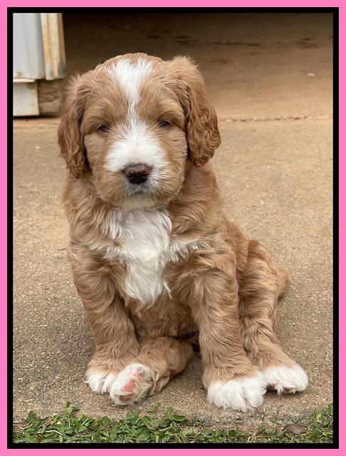 Kenzie Flynn pups 5 wks old 91