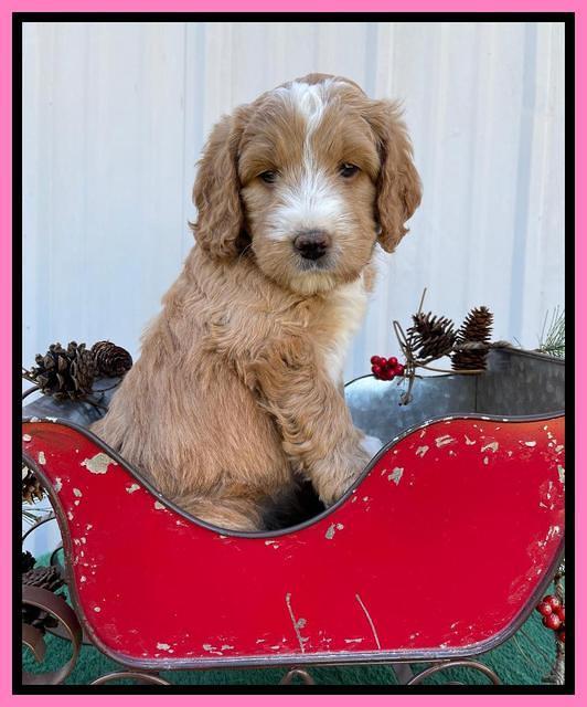 Kenzie Flynn pups 6 wks old 91