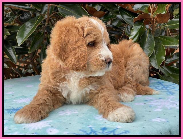 Kenzie Flynn pups 7 wks old 111