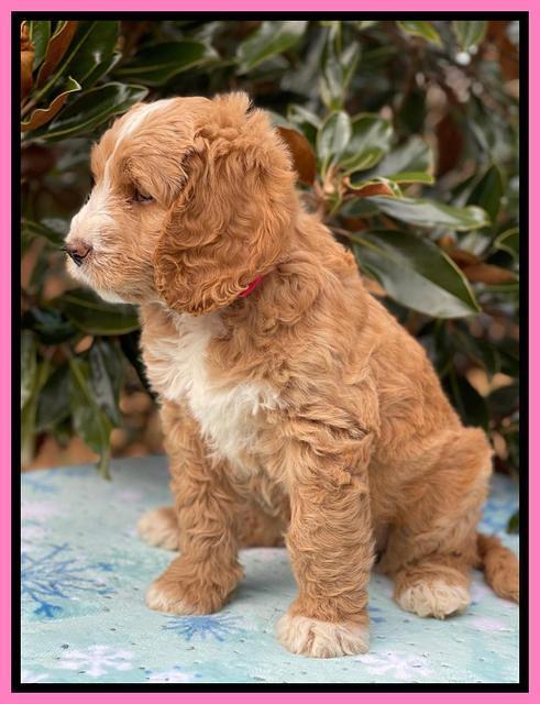 Kenzie Flynn pups 7 wks old 121