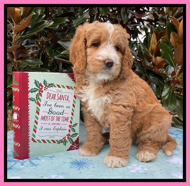 Kenzie Flynn pups 7 wks old 61