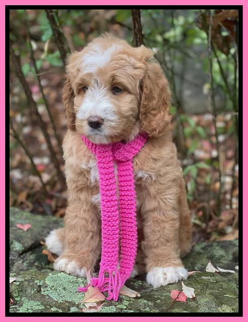 Kenzie Flynn pups 8 wks old 101