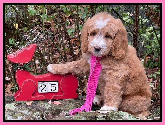 Kenzie Flynn pups 8 wks old 81