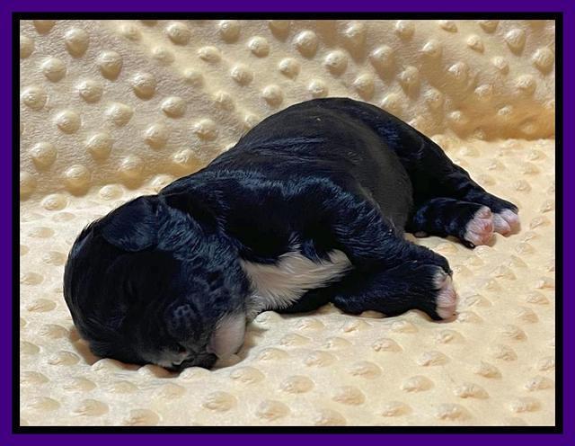 Kenzie Flynn pups 1 week old 111