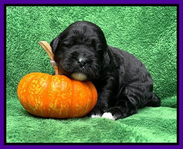 Kenzie Flynn pups 2 wks old 161