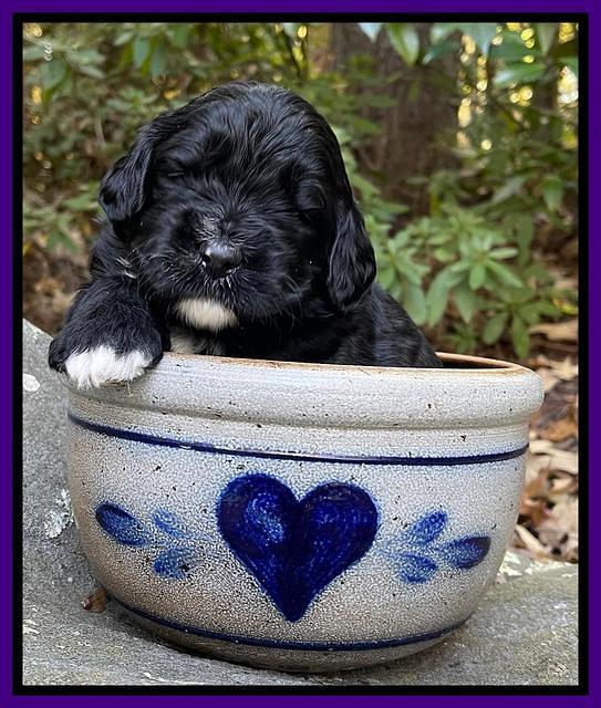 Kenzie Flynn pups 3 wks old 131