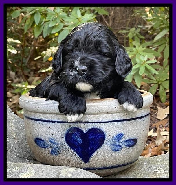 Kenzie Flynn pups 3 wks old 161