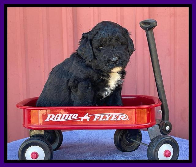 Kenzie Flynn pups 4 wks old 16!