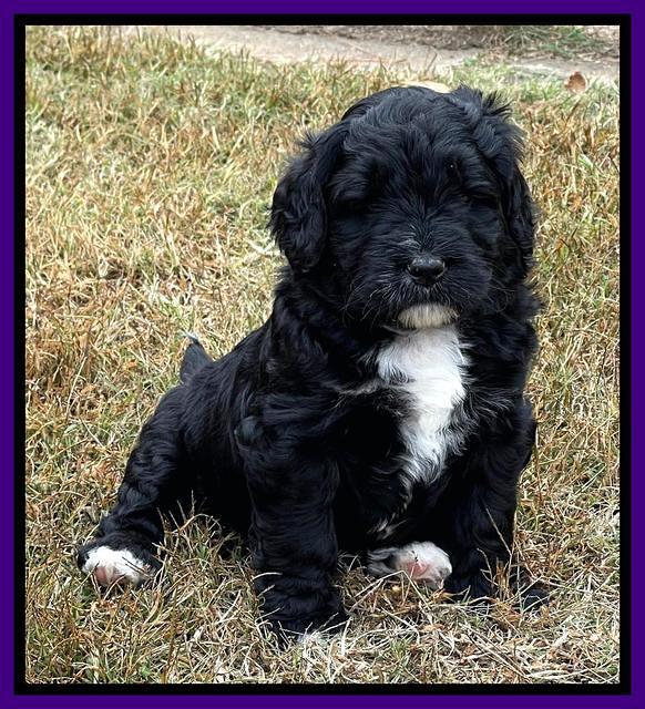 Kenzie Flynn pups 5 wks old 161