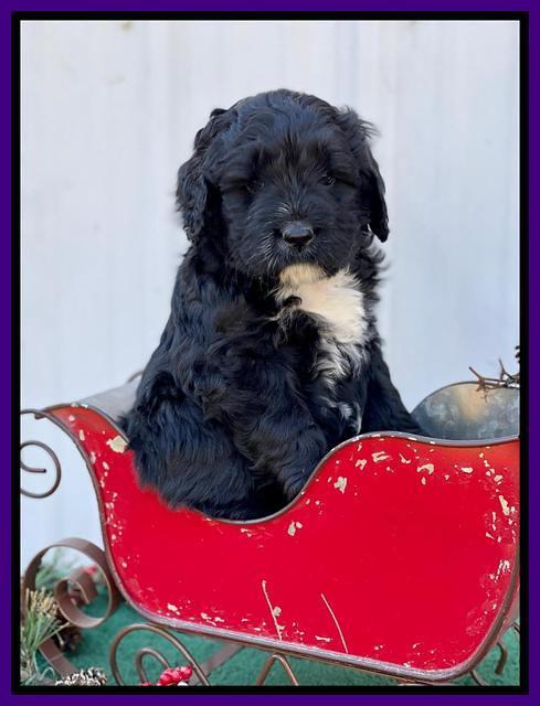 Kenzie Flynn pups 6 wks old 141