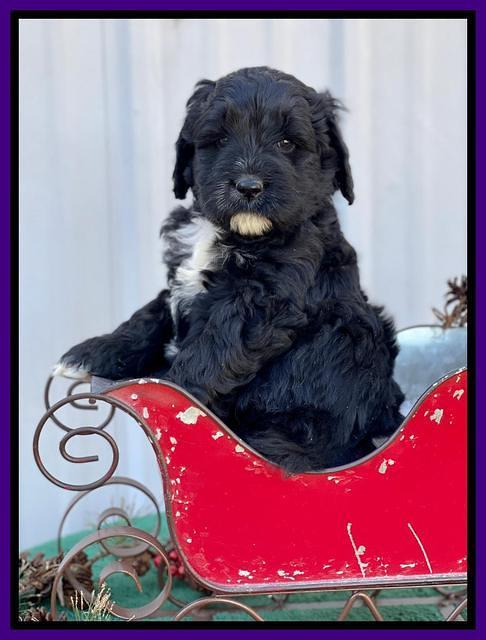 Kenzie Flynn pups 6 wks old 151