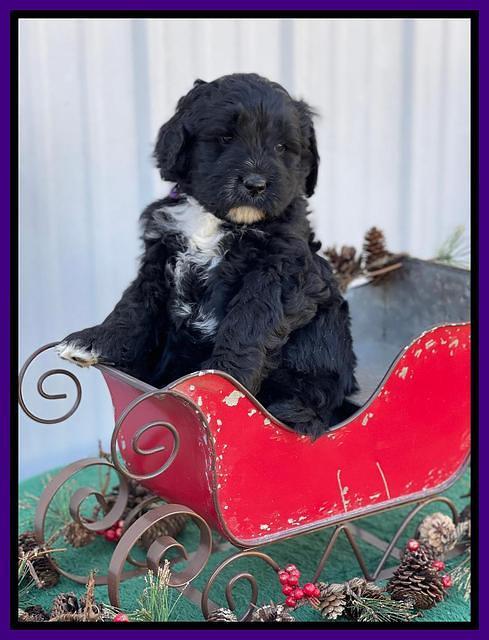 Kenzie Flynn pups 6 wks old 161