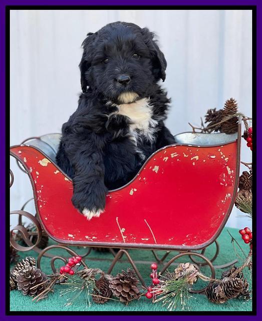 Kenzie Flynn pups 6 wks old 171