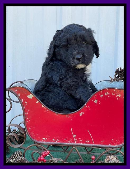 Kenzie Flynn pups 6 wks old 181