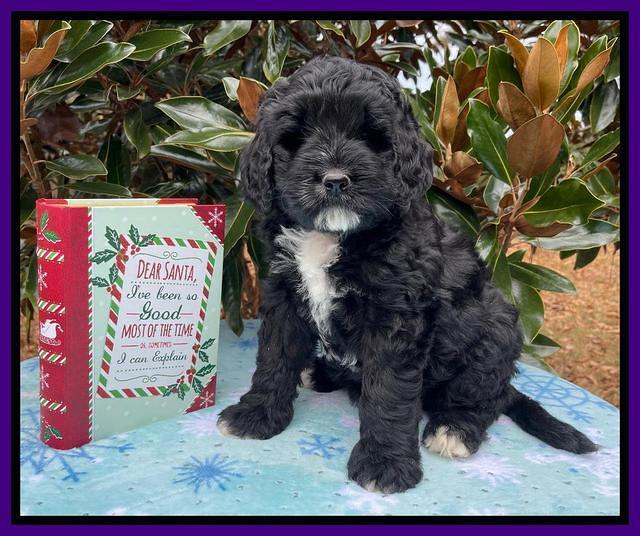 Kenzie Flynn pups 7 wks old 131