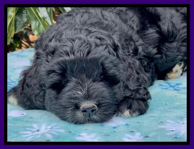 Kenzie Flynn pups 7 wks old 141