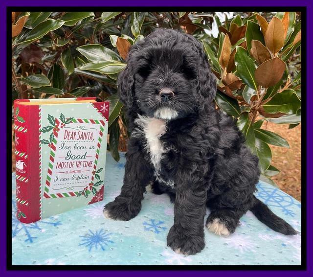 Kenzie Flynn pups 7 wks old 161