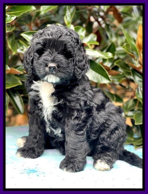 Kenzie Flynn pups 7 wks old 171