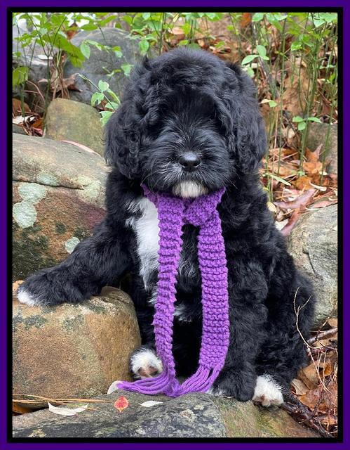 Kenzie Flynn pups 8 wks old 11