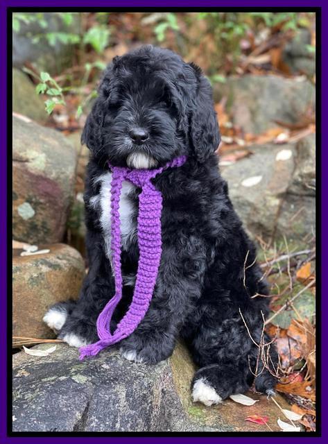 Kenzie Flynn pups 8 wks old 21
