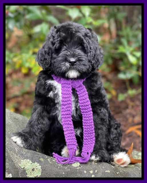 Kenzie Flynn pups 8 wks old 41