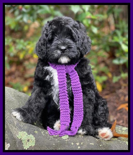 Kenzie Flynn pups 8 wks old 51