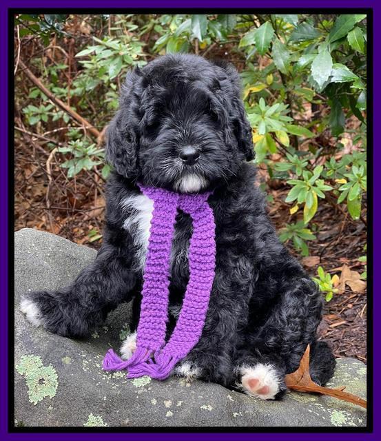 Kenzie Flynn pups 8 wks old 61