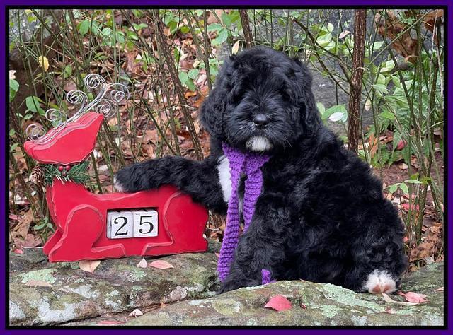 Kenzie Flynn pups 8 wks old 71