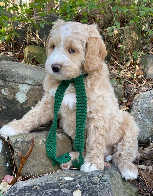 Kenzie Flynn 8 weeks old 10332