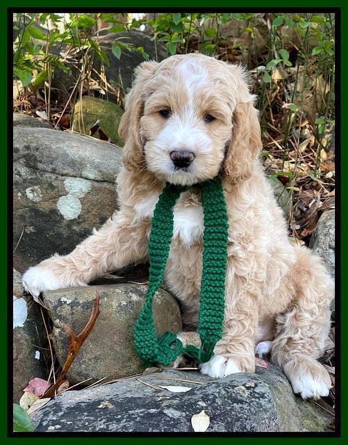 Kenzie Flynn 8 weeks old 8332