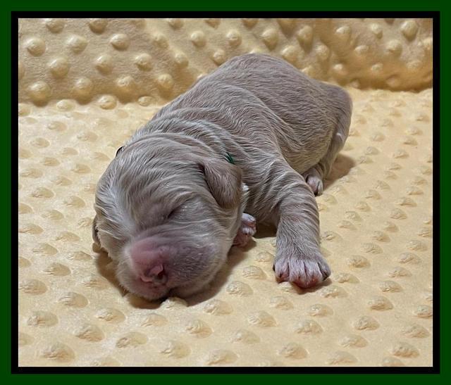 Kenzie Flynn pups 1 week old 131