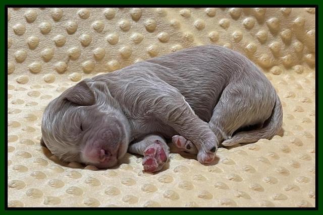 Kenzie Flynn pups 1 week old 151