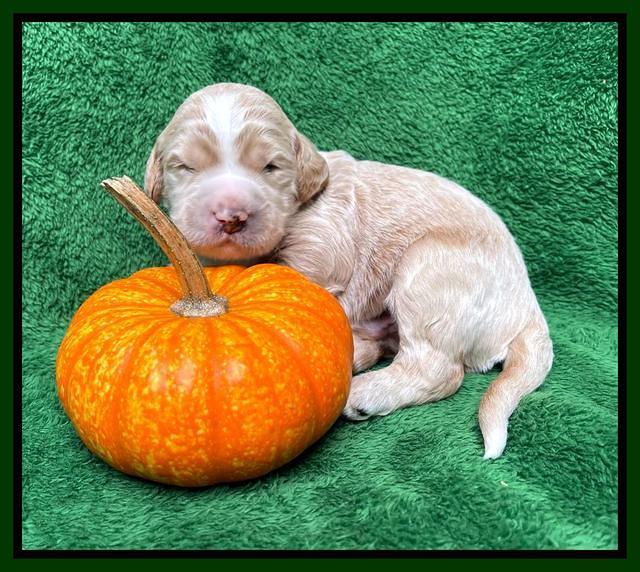 Kenzie Flynn pups 2 wks old 191