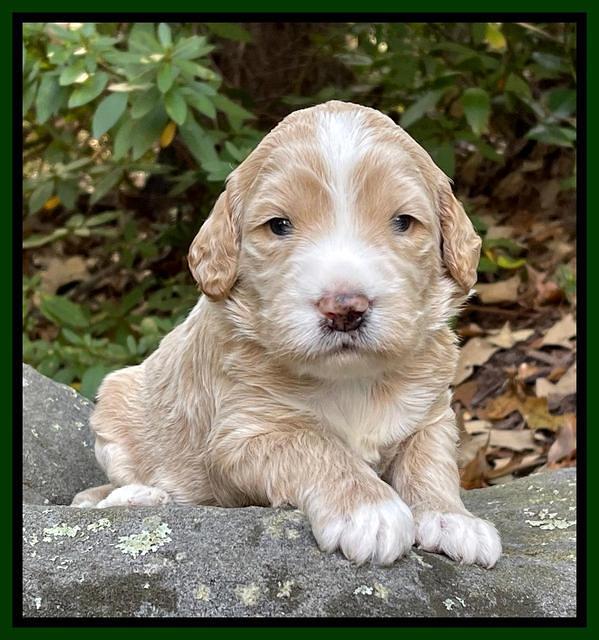 Kenzie Flynn pups 3 wks old 181