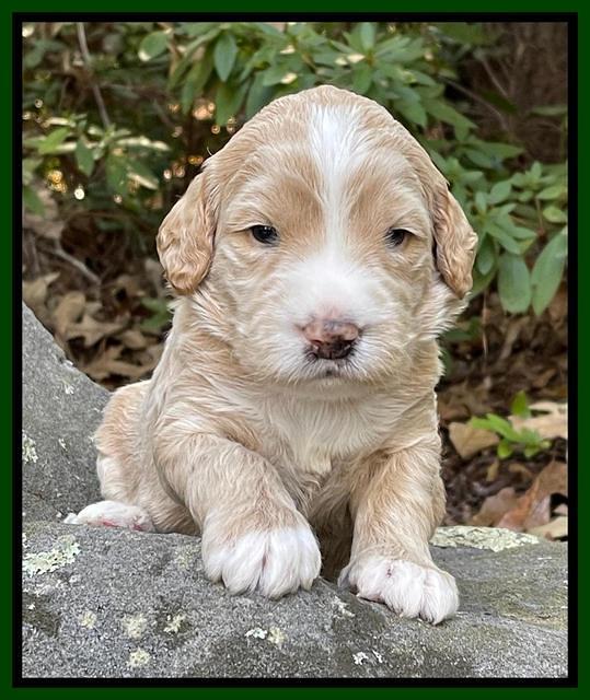Kenzie Flynn pups 3 wks old 191