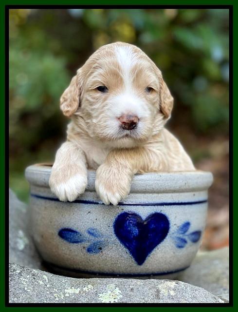 Kenzie Flynn pups 3 wks old 231