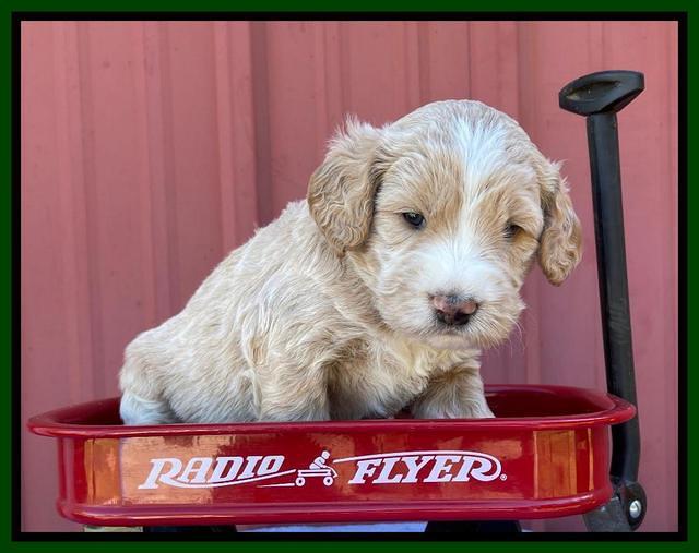 Kenzie Flynn pups 4 wks old 20!