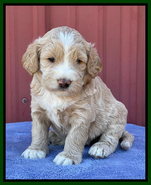 Kenzie Flynn pups 4 wks old 21!