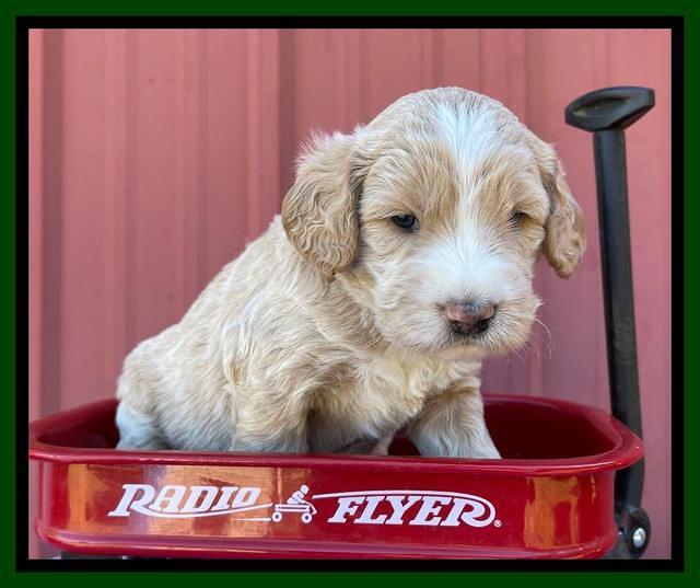 Kenzie Flynn pups 4 wks old 22!