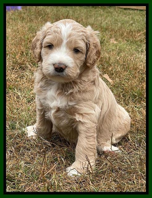 Kenzie Flynn pups 5 wks old 191