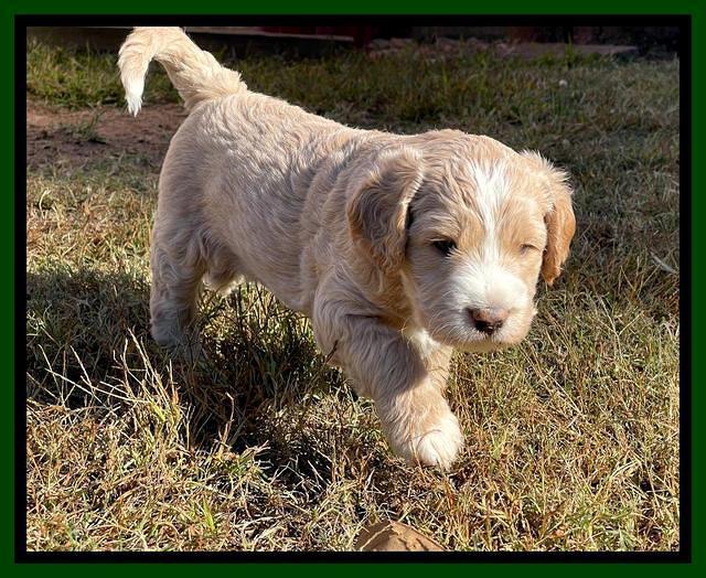 Kenzie Flynn pups 5 wks old 201