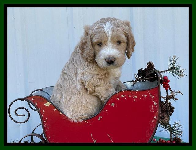 Kenzie Flynn pups 6 wks old 211