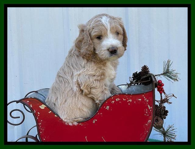 Kenzie Flynn pups 6 wks old 221