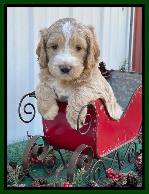 Kenzie Flynn pups 6 wks old 241