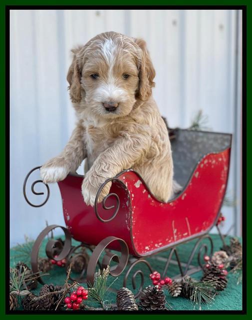Kenzie Flynn pups 6 wks old 251