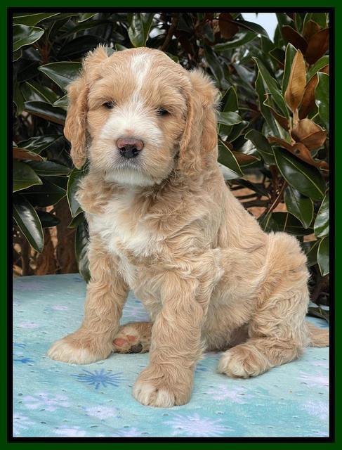 Kenzie Flynn pups 7 wks old 201