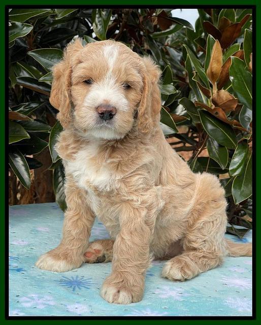 Kenzie Flynn pups 7 wks old 211