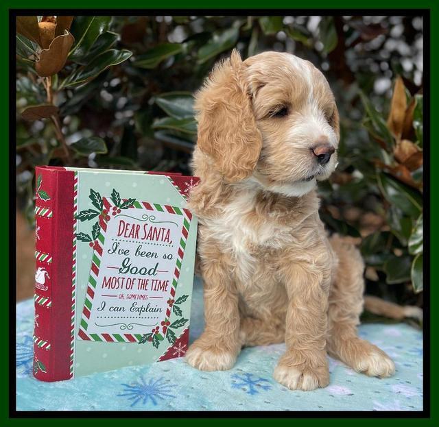 Kenzie Flynn pups 7 wks old 221