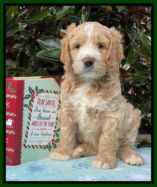Kenzie Flynn pups 7 wks old 241